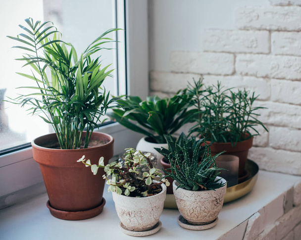Πράσινα φυτά σπιτιού στο περβάζι σε πραγματικό εσωτερικό δωμάτιο, φυτά και παχύφυτα - Φωτογραφία, εικόνα