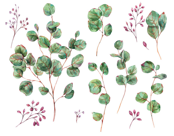 ユーカリの葉の水彩画セット、ベリー、ヴィンテージ水彩画 - 写真・画像