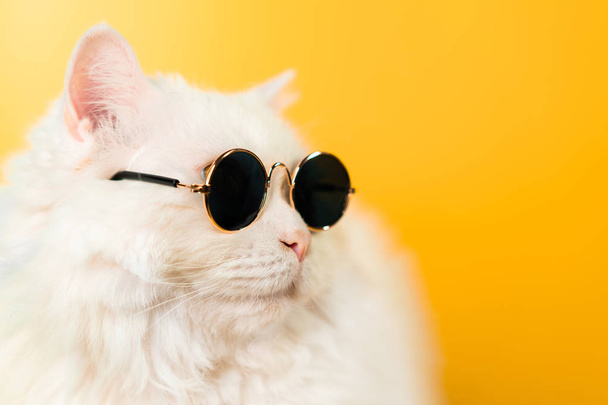 Portrait of fluffy cat in sunglasses on yellow background. Fashion, style, cool animal concept. Studio photo. White pussycat. - Fotó, kép