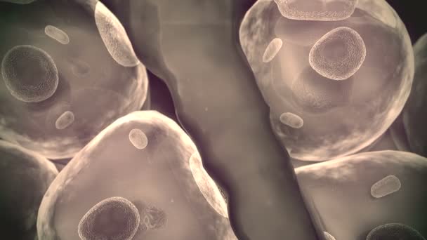 група живих клітин під мікроскопом, поле жирових клітин, високоякісне 3d відображення клітин, поле клітин, структура молекул, структура клітин, поділ людських клітин
 - Кадри, відео