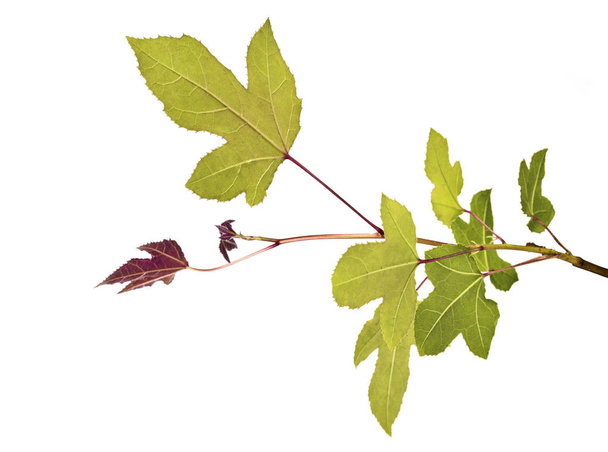 Acer lehdet, Vihreät vaahteranlehdet, eristetty valkoisella pohjalla leikkausreitillä      - Valokuva, kuva