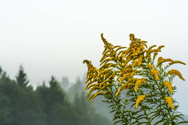 Fleurissement de la verge d'or canadienne au milieu de la brume matinale
 - Photo, image