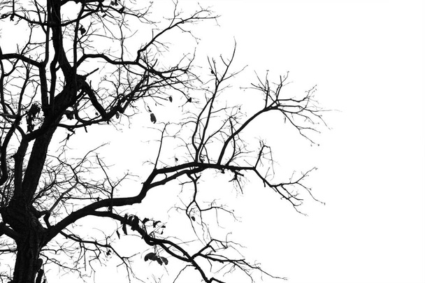 Kuolleet oksat, Siluetti kuollut puu tai kuiva puu valkoinen backgr
 - Valokuva, kuva