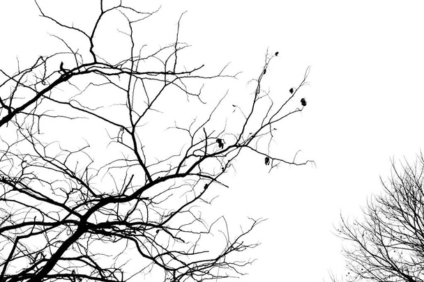 Abgestorbene Äste, Silhouette toter Baum oder trockener Baum auf weißem Grund - Foto, Bild
