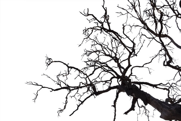 Holtágak, Silhouette kiszáradt fa vagy száraz fa, a fehér háttérben - Fotó, kép