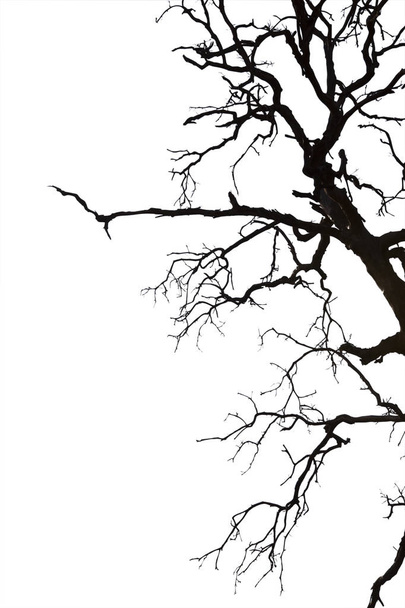 Dode takken, de dode boom silhouet of droge boom op witte backgr - Foto, afbeelding