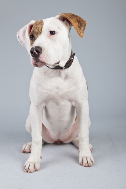 Welpe amerikanische Bulldogge weiß mit roten Flecken isoliert gegen gre - Foto, Bild
