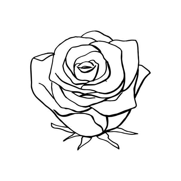 el çizilmiş çiçek gül. çiçek tasarım elemanı - Vektör, Görsel