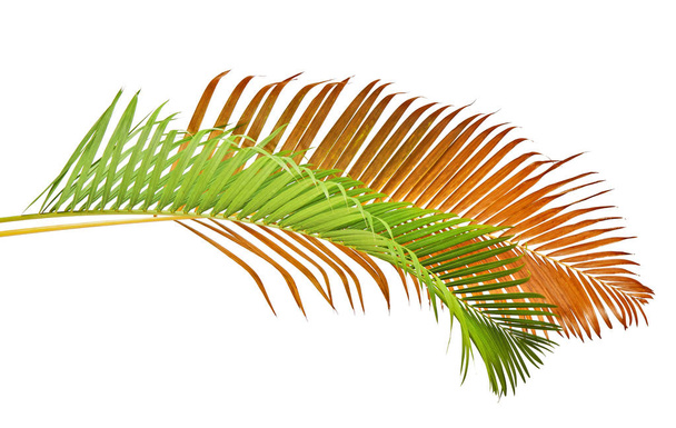 Feuilles de palmier jaune (Dypsis lutescens) ou palmier à canne dorée, feuilles de palmier Areca, feuillage tropical isolé sur fond blanc avec chemin de coupe    - Photo, image