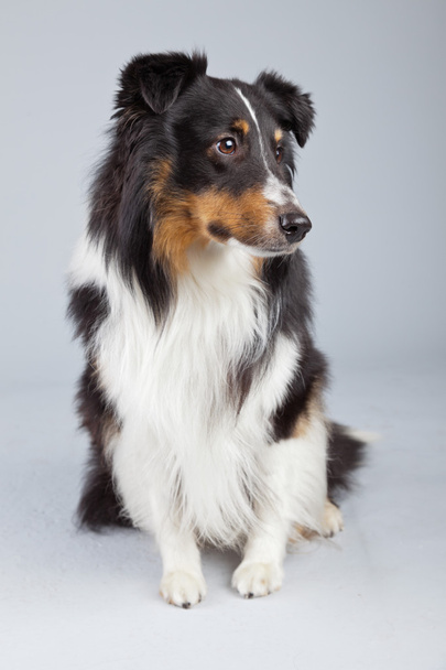 Border collie dog black brown and white isolated against grey ba - Photo, image