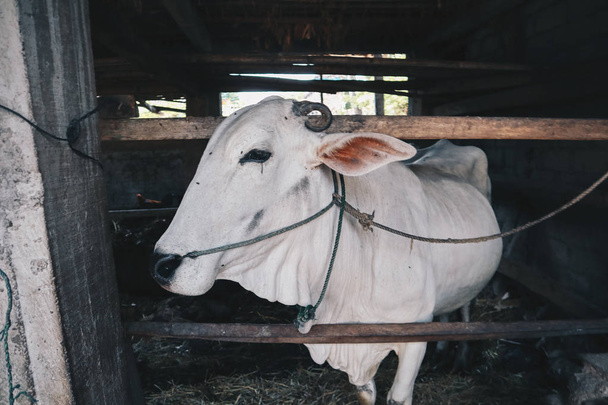 Ongole Crossbred sığır veya Cava İnek - geleneksel çiftlikte Endonezya en büyük sığır, Endonezya. Geleneksel hayvancılık. - Fotoğraf, Görsel