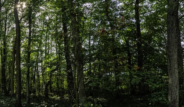 Polish wild forest with visible sun rays - Slowinski National Park, Poland - Fotoğraf, Görsel
