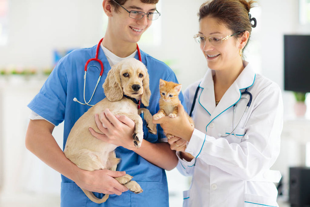 Vet with dog and cat. Puppy and kitten at doctor. - Valokuva, kuva