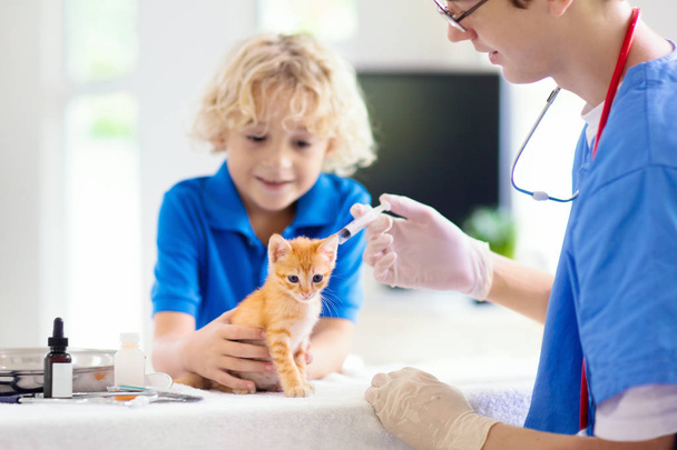Vet with cat. Kitten at veterinarian doctor. - Foto, imagen