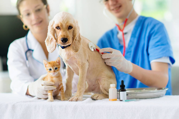 Κτηνίατρος με σκύλο και γάτα. Κουτάβι και γατάκι στο γιατρό. - Φωτογραφία, εικόνα