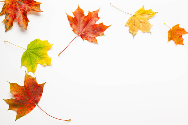 Autumn composition with maple leaves on white background. Autumn - Φωτογραφία, εικόνα