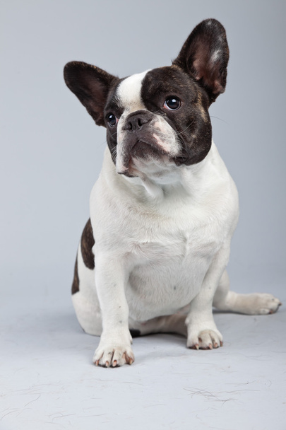 French bulldog black and white isolated against grey background. - 写真・画像