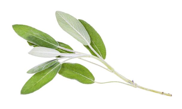 twig of fresh sage (salvia officinalis) isolated - Photo, Image