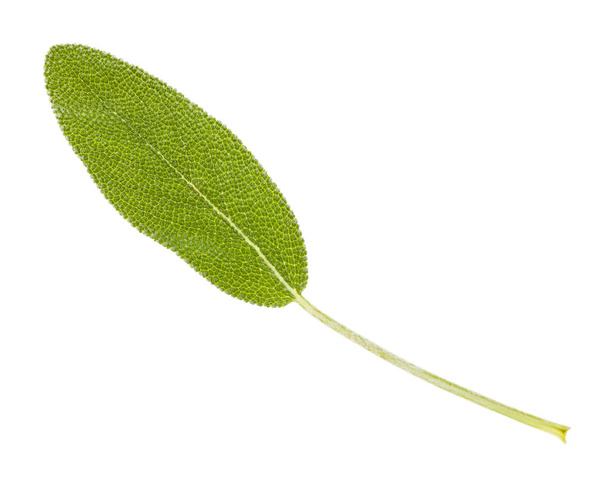 изолированный свежий лист шалфея (salvia officinalis)
 - Фото, изображение