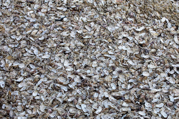 Тысячи пустых раковин съеденных устриц выброшены на морское дно Канкале, известного своими устричными фермами. Brittany, France  - Фото, изображение