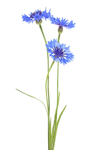 Blue cornflower herb isolated on a white background - Foto, imagen
