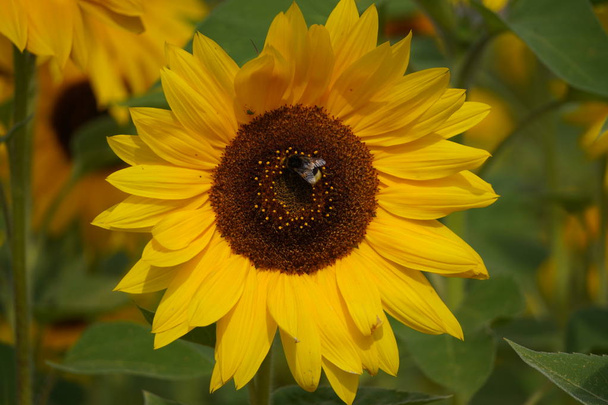 dekorative Sonnenblumenblüten im Sonnenlicht, eine Blume mit einer dunklen Mitte und gelben Blütenblättern. heller Vorbote des Herbstes auf verschwommenem Hintergrund mit Kopierraum - Foto, Bild