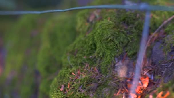 Moss Covered wall and metal wire. Close up with a shallow depth of field. - Footage, Video