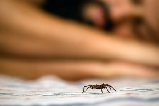 Ruskea hämähäkki sisätiloissa, kävely lähellä henkilöä, kun hän nukkuu. Vaara, havaitsemistarve. araknopfobia käsite
. - Valokuva, kuva