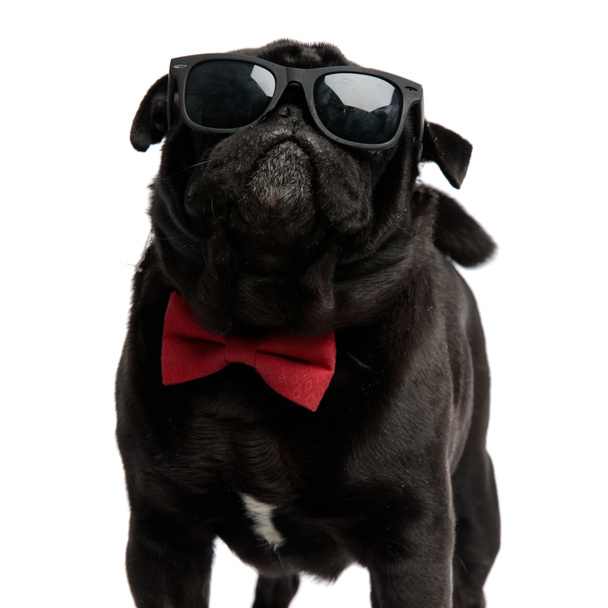 Cool pug bravely looking forward - Фото, изображение