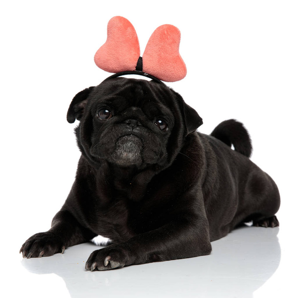Lovely pug looking to the camera with its mouth closed - Photo, Image