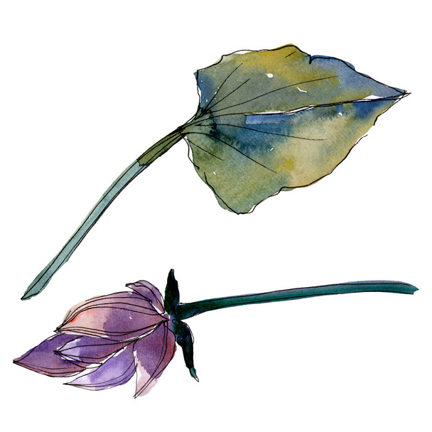 Lotus kwiatowy kwiatów botanicznych. Akwarela zestaw ilustracji tła. Element ilustrowany lotosu na białym tle. - Zdjęcie, obraz