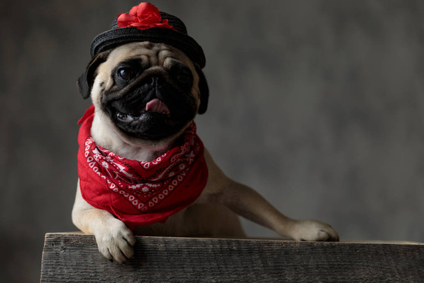 carlin joyeux portant un chapeau noir et un bandana rouge
 - Photo, image