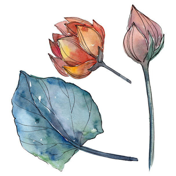 Lotus virág botanikai virágok. Akvarell háttér illusztráció meg. Különálló Lotus illusztrációs elem. - Fotó, kép