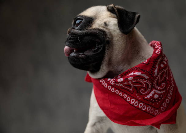 side view of an adorable pug panting and sticking out tongue - Foto, Imagem