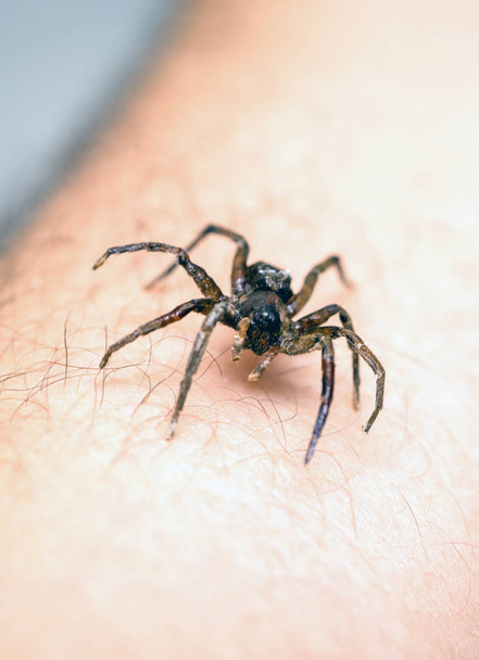 giftige spin over persoon arm, giftige spin bijten persoon, concept van Arachnophobia, angst voor spin. Spider Bite. - Foto, afbeelding