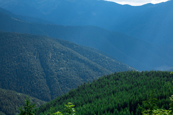 colinas verdes cobertas com floresta de abeto com clareiras, névoa azul-verde no desfiladeiro
 - Foto, Imagem