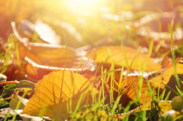 őszi sárga levelek világít a nap. - Fotó, kép