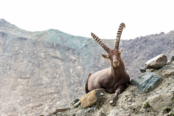 Koziorożec alpejski (capra ibex), Parku Narodowego gran paradiso, Włochy - Zdjęcie, obraz