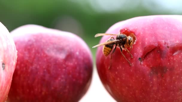 Μεγάλη Ευρωπαϊκή σφήκα τρώγοντας ώριμο γλυκό νόστιμο μήλο. Σφήκα τάισμα με φρούτα. Το έντομο καταστρέφει τη συγκομιδή. - Πλάνα, βίντεο