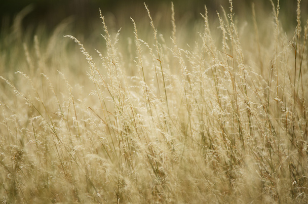 Сухая трава
 - Фото, изображение