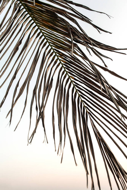 Rama exótica de palma de coco tropical con puesta de sol. Fondo minimalista con colores neutros. Concepto de verano, viajes y aventura
.  - Foto, imagen