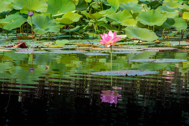 Lotus bloem reflectie en Lotus bladeren - Foto, afbeelding