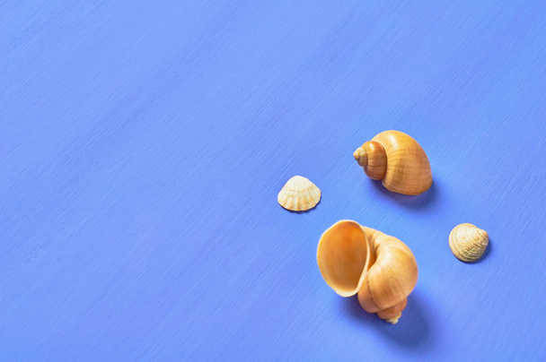 Beautiful empty seashells on blue scratched concrete. Space for text - Zdjęcie, obraz