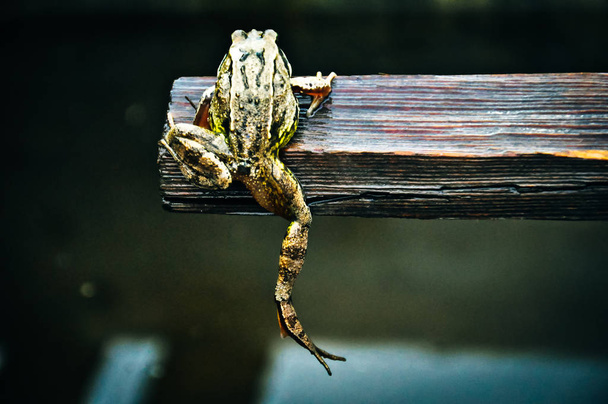 Una rana arborícola colgando en el árbol
. - Foto, Imagen