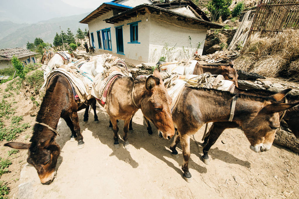 ネパールのヒマラヤの美しい自然を背景に荷を積んだロバ. - 写真・画像