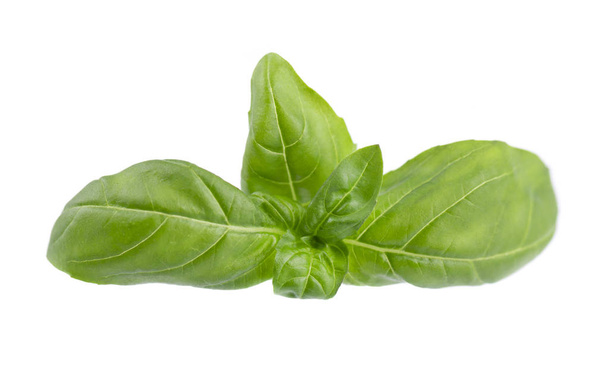 Basil leaf isolated on white background, close up. Fresh basil herb. - Photo, Image