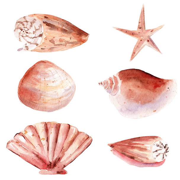 Seashells el çizilmiş suluboya raster illüstrasyon seti - Fotoğraf, Görsel