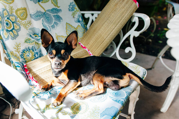 Miniatura Pinscher perro relajarse en una silla
 - Foto, Imagen