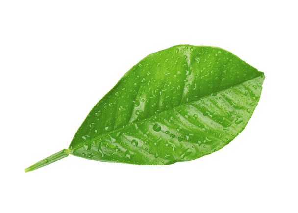 Zitronenblätter mit Tropfen auf weißem Hintergrund. Zweig von Zitrusblättern. Teil der tropischen Pflanze. Ansicht von oben. - Foto, Bild