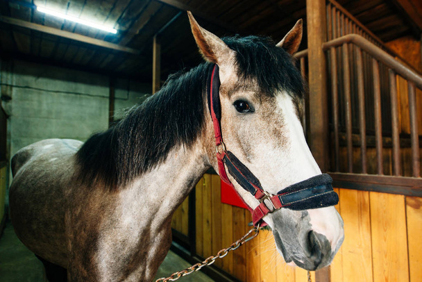 Cavallo giovane con begli occhi in un recinto
 - Foto, immagini